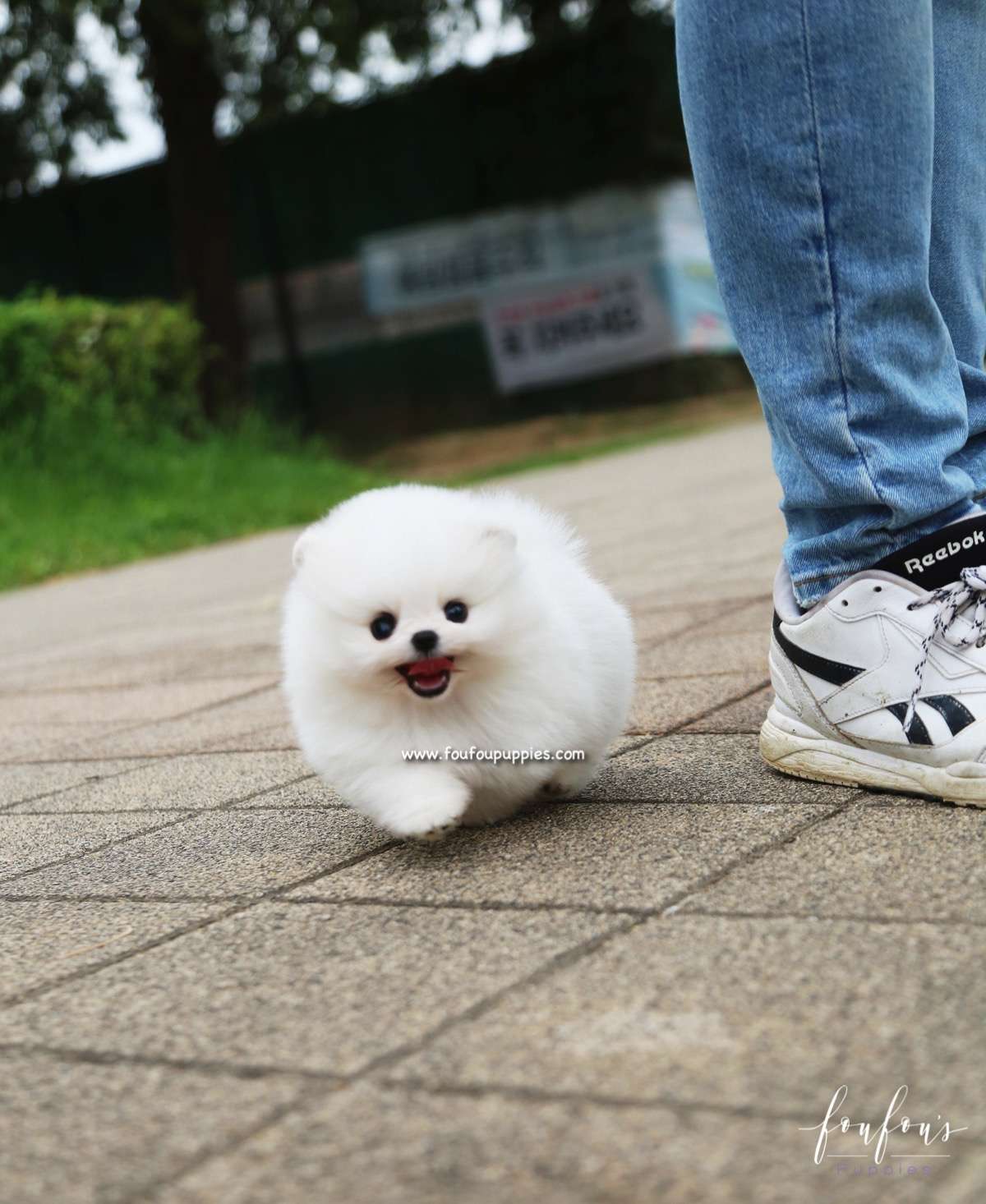 Piku - Pomeranian M.
