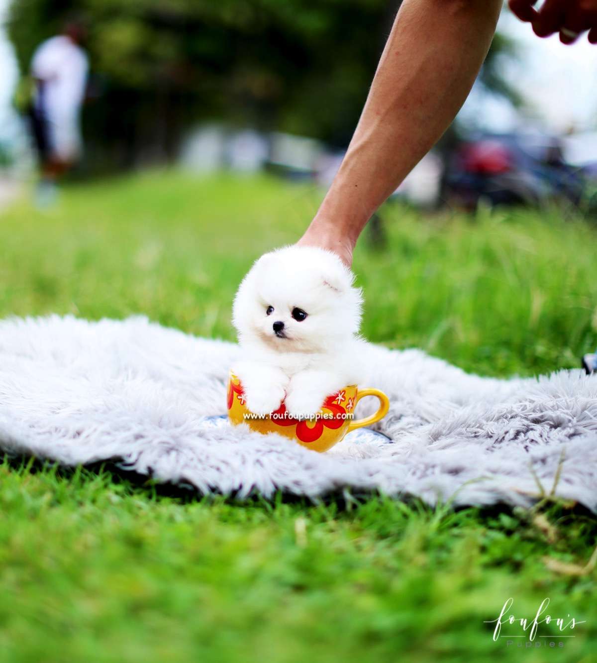 Piku - Pomeranian M.