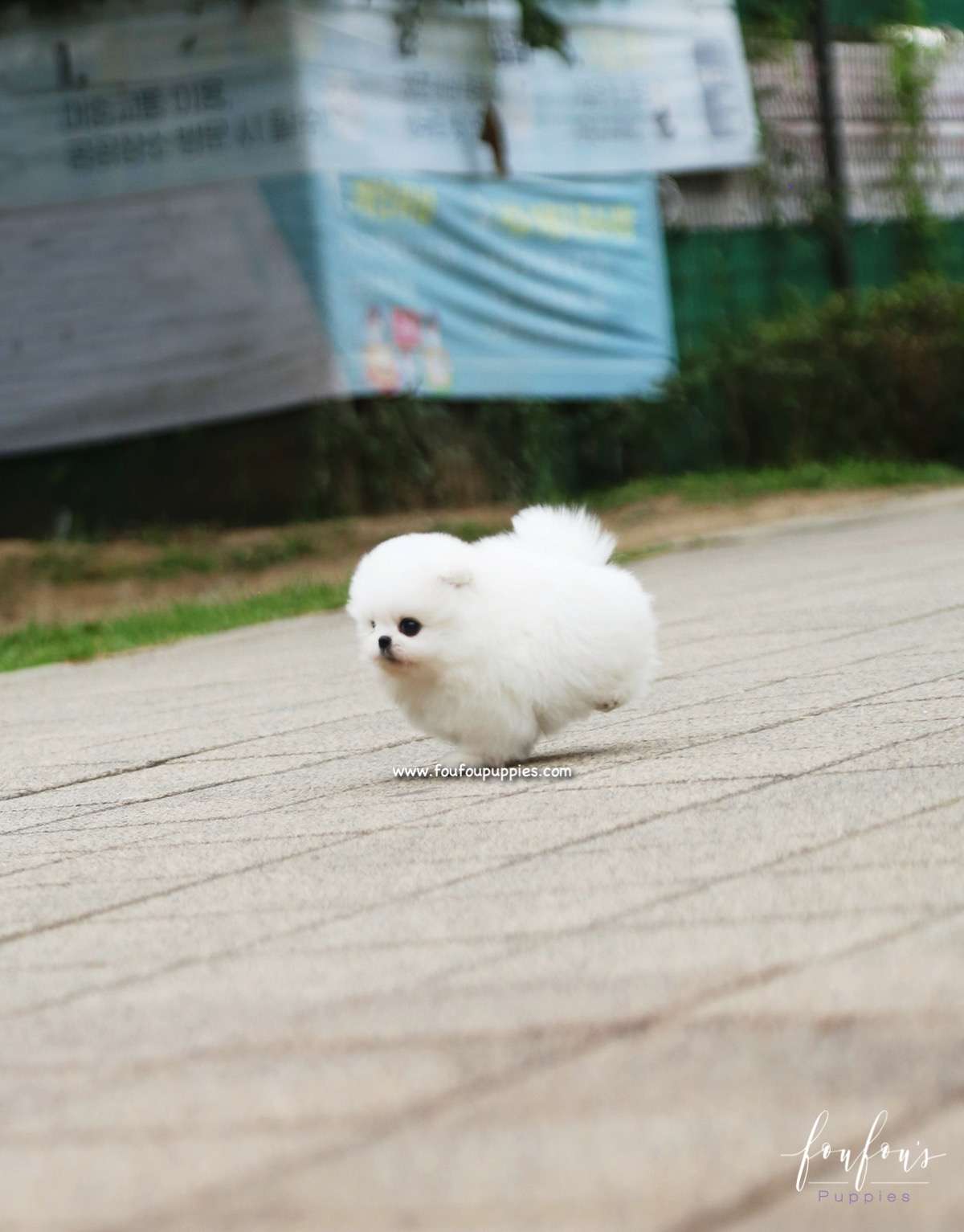 Piku - Pomeranian M.