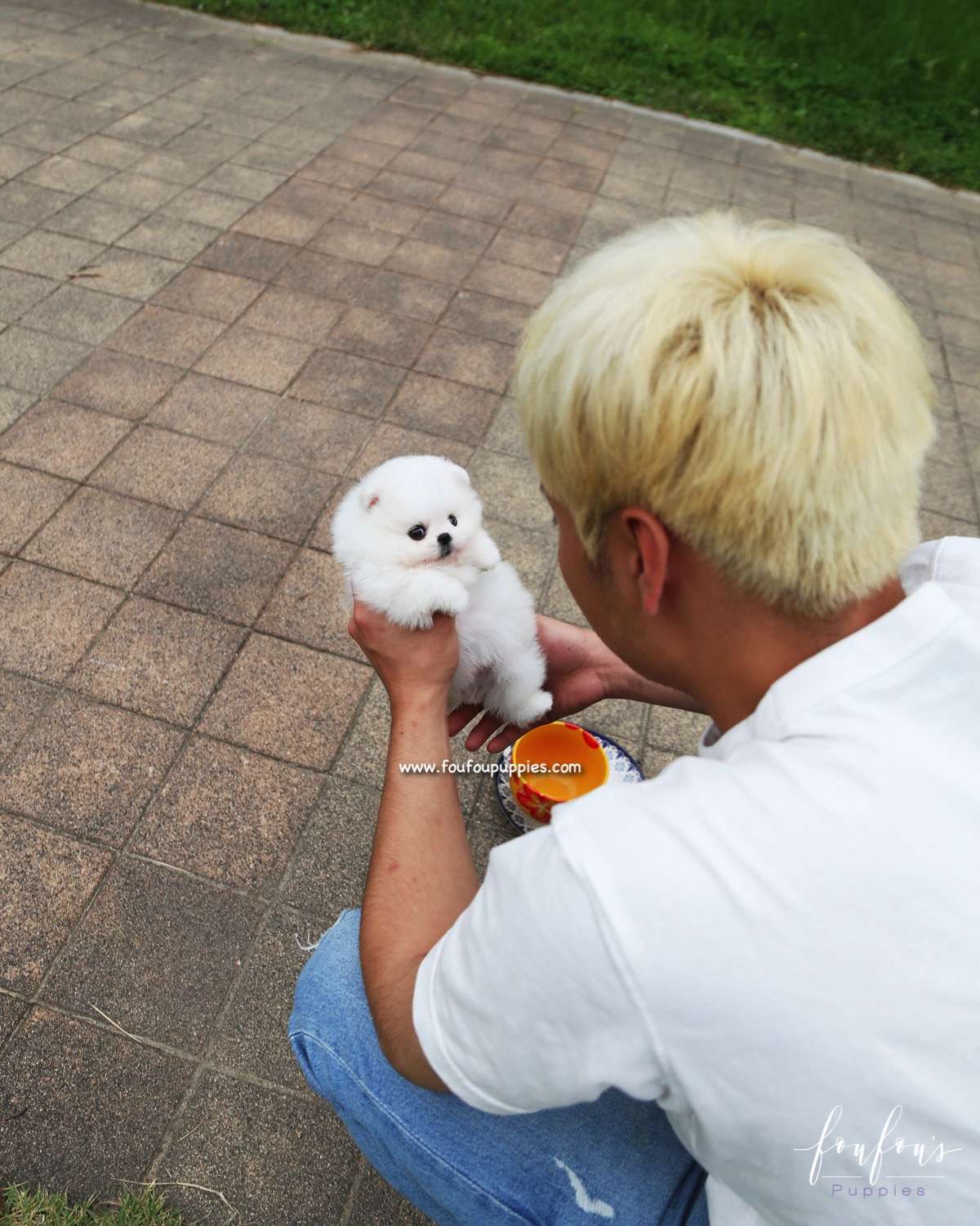 Piku - Pomeranian M.