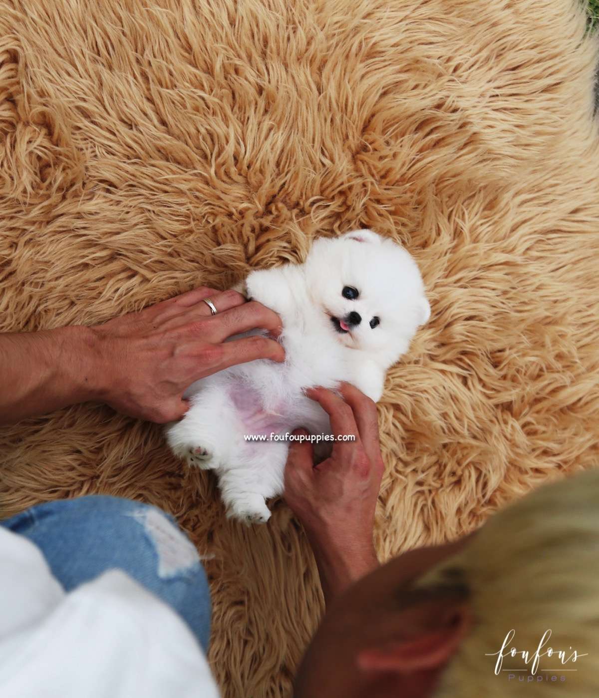 Piku - Pomeranian M.