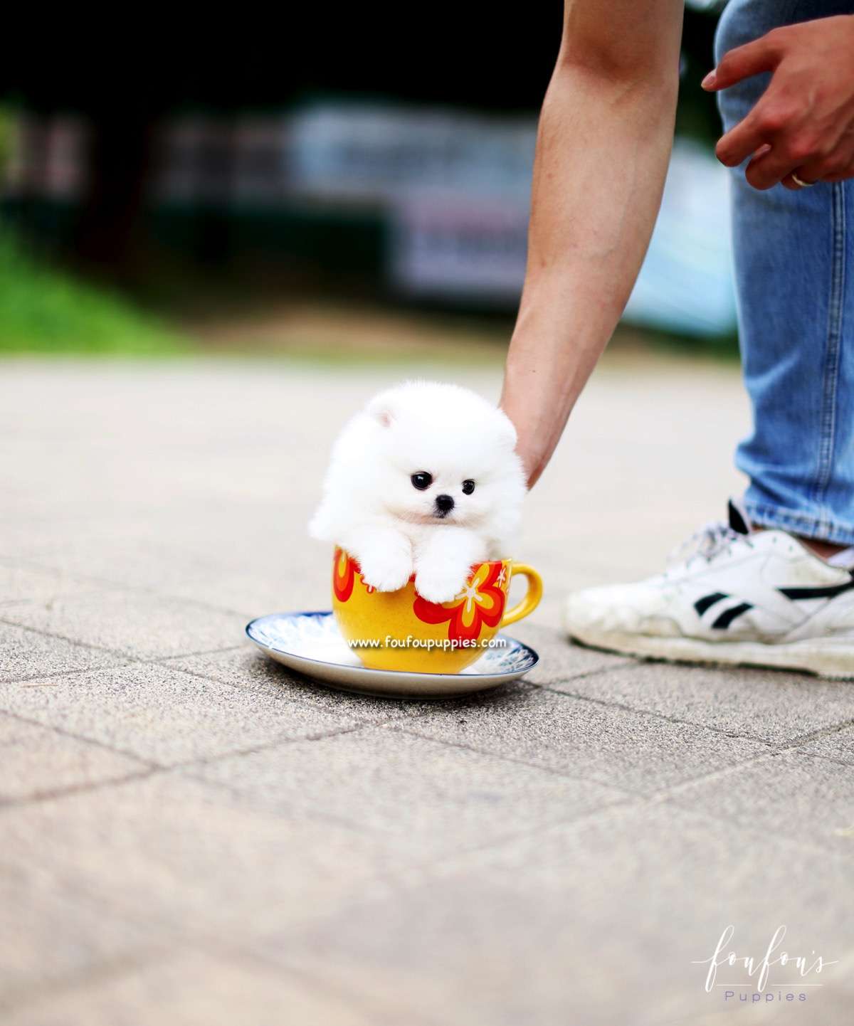 Piku - Pomeranian M.