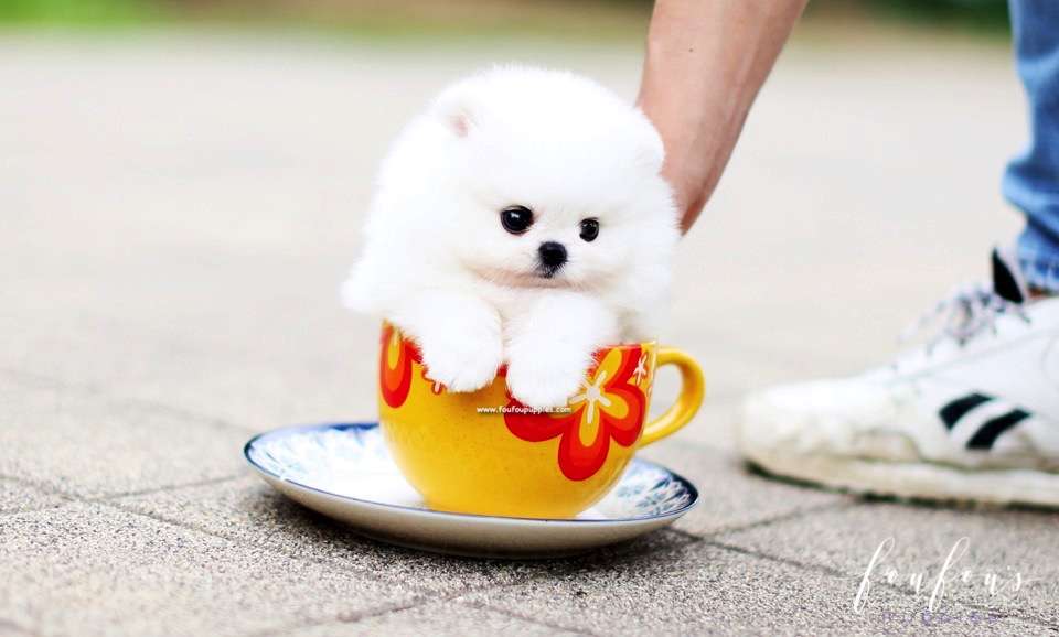 Piku - Pomeranian M.