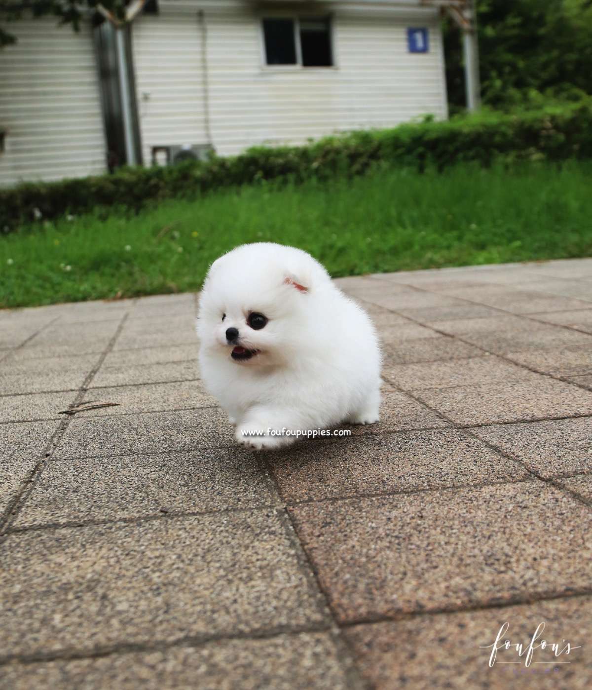 Piku - Pomeranian M.
