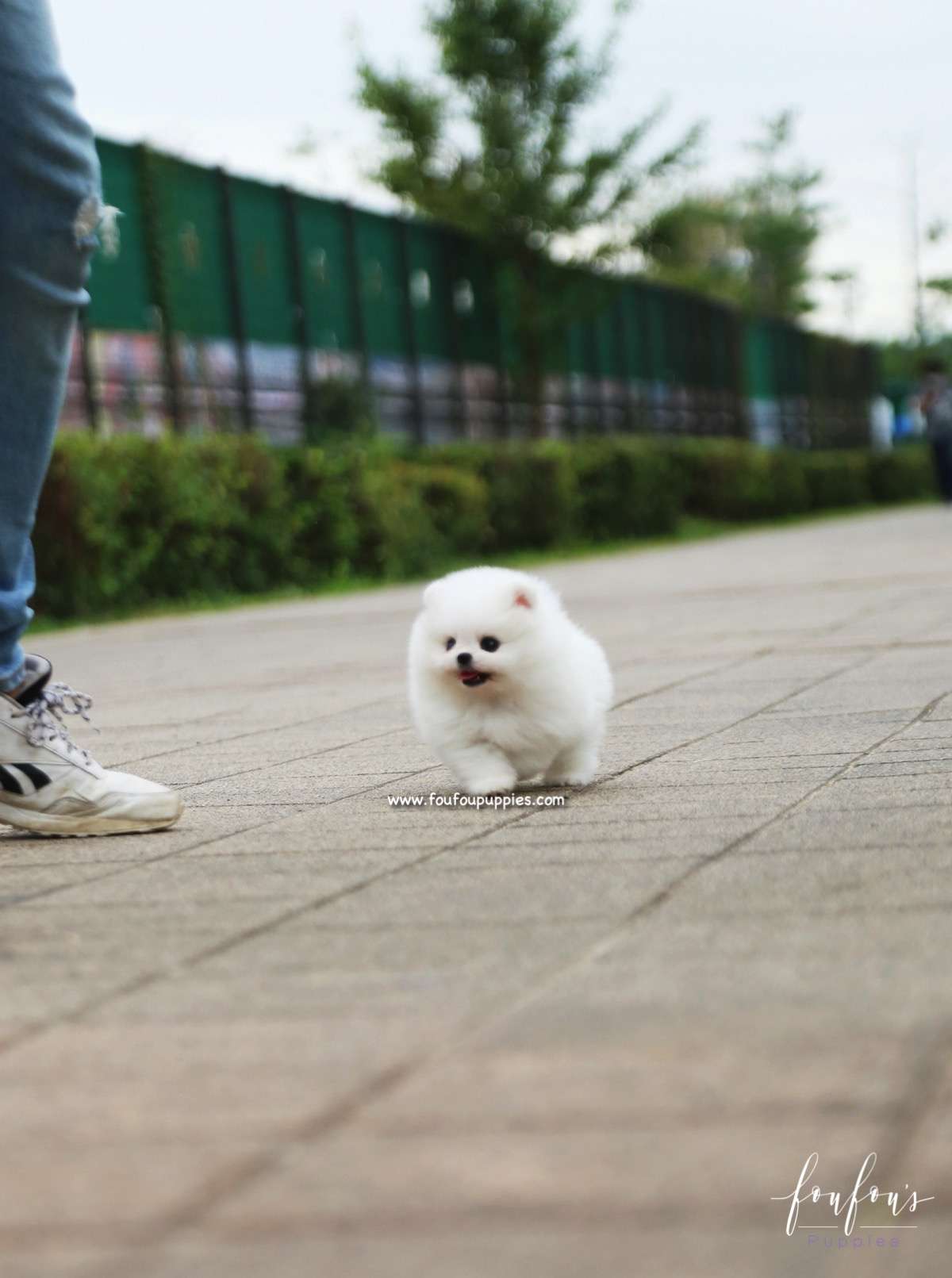 Piku - Pomeranian M.