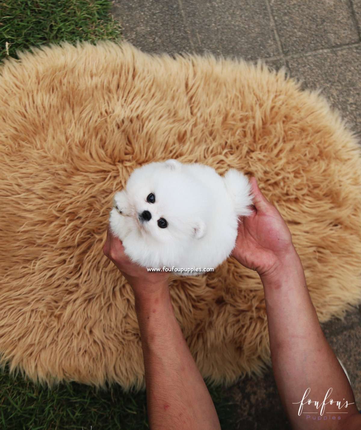 Piku - Pomeranian M.