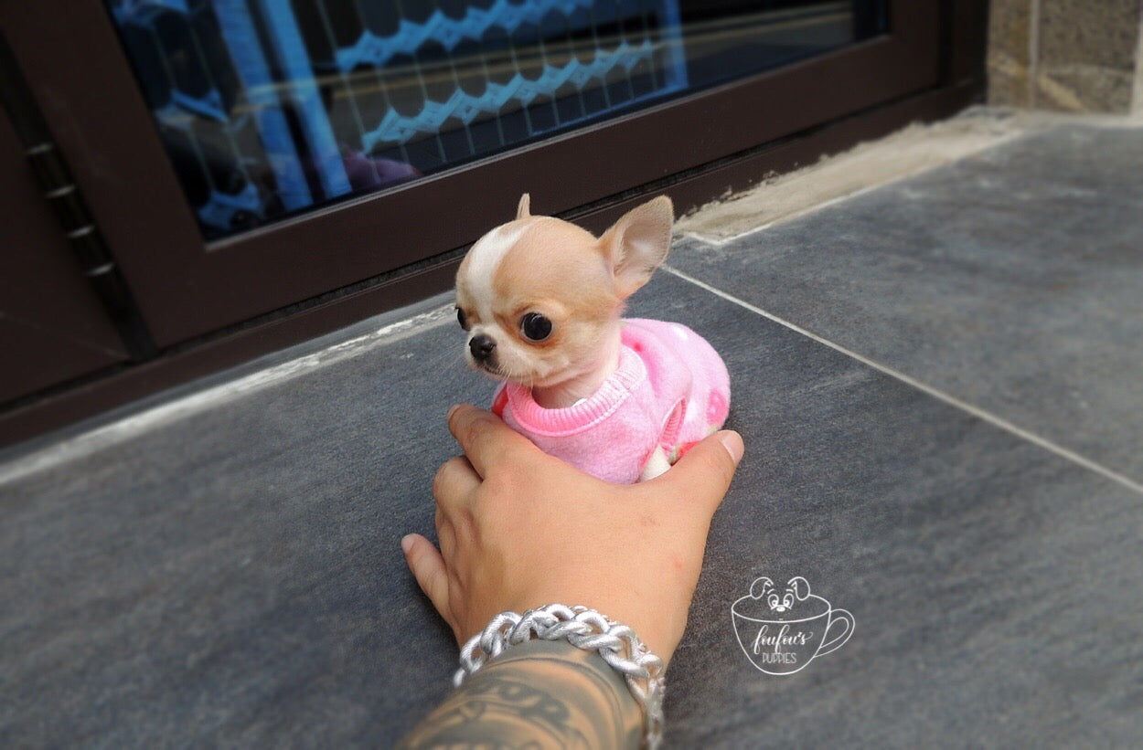 Pinky Chihuahua – Foufou Puppies