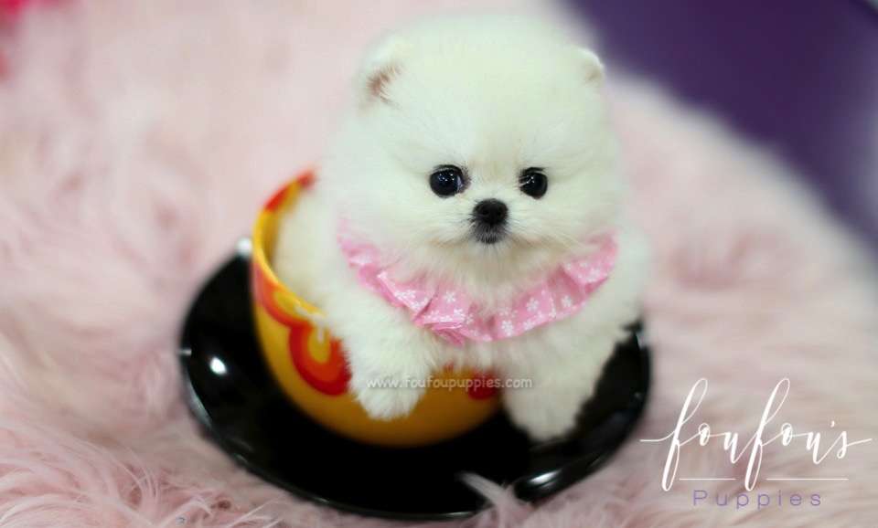 Aspen - Pomeranian F.