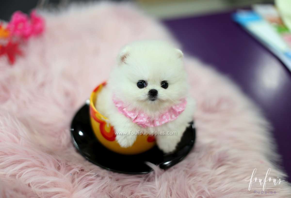 Aspen - Pomeranian F.
