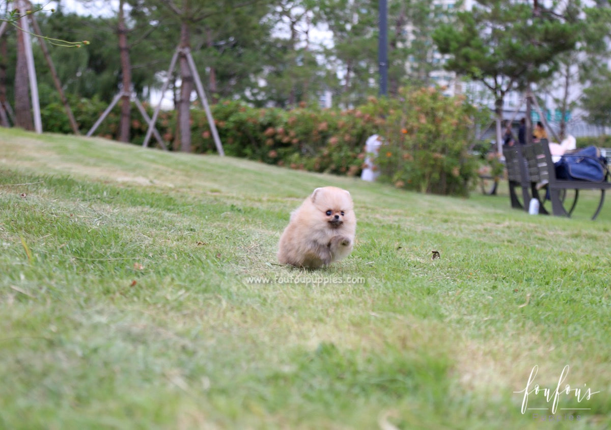 Honey - Pomeranian F.