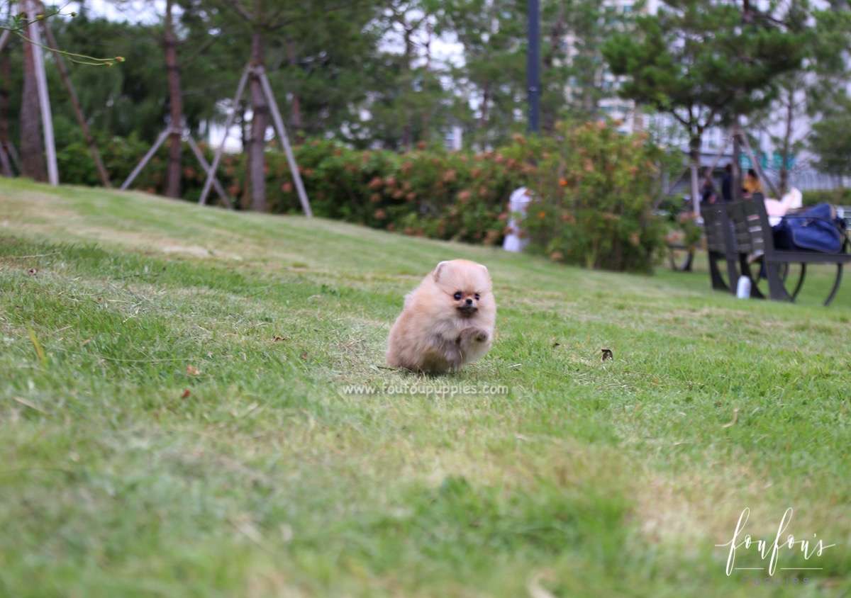 Honey - Pomeranian F.