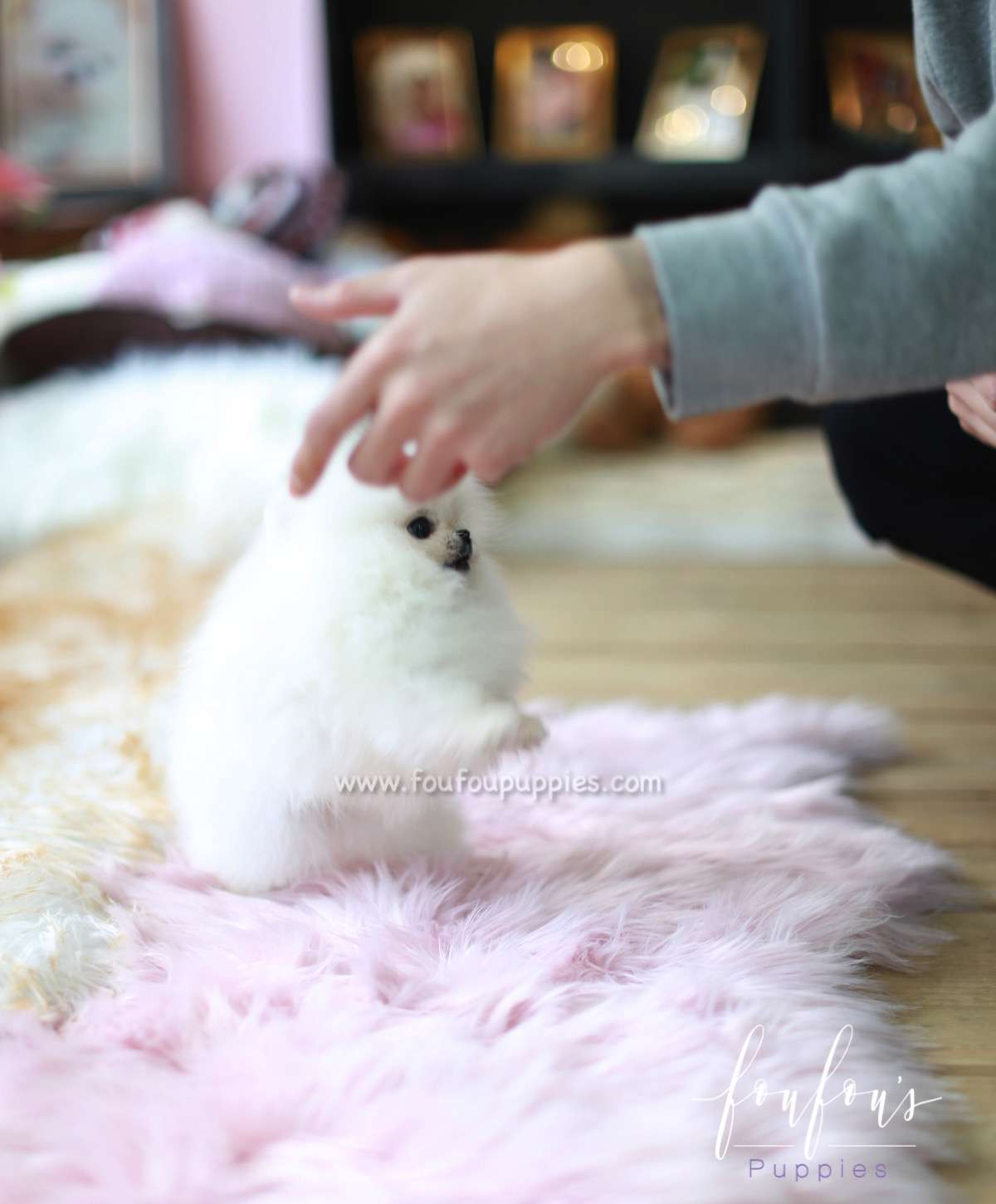 Bear - Pomeranian M.