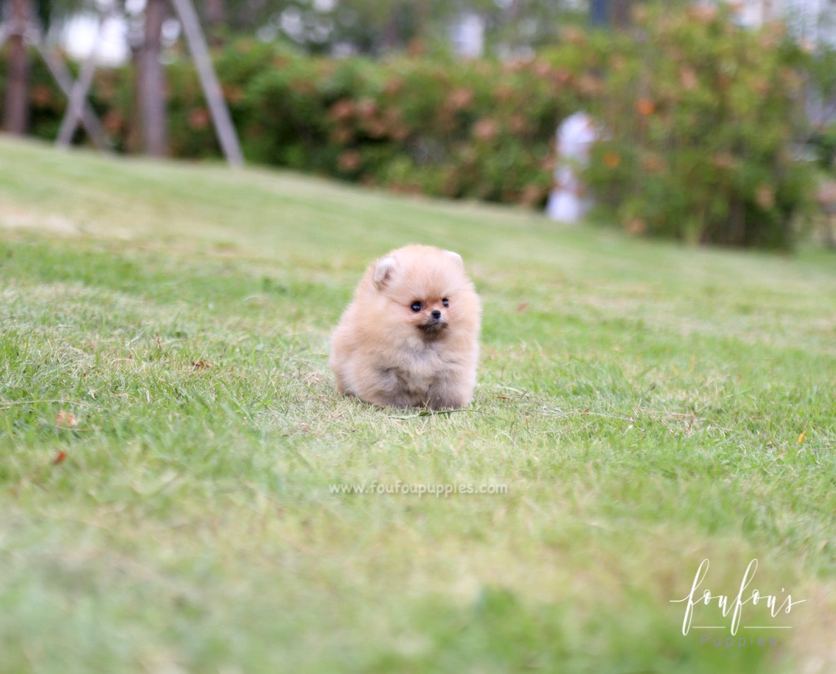 Honey - Pomeranian F.