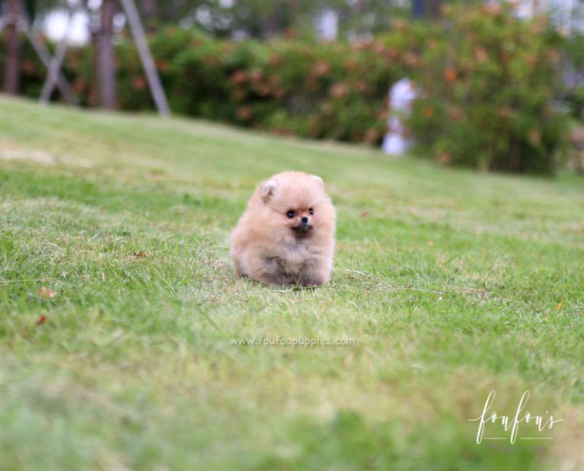 Honey - Pomeranian F.
