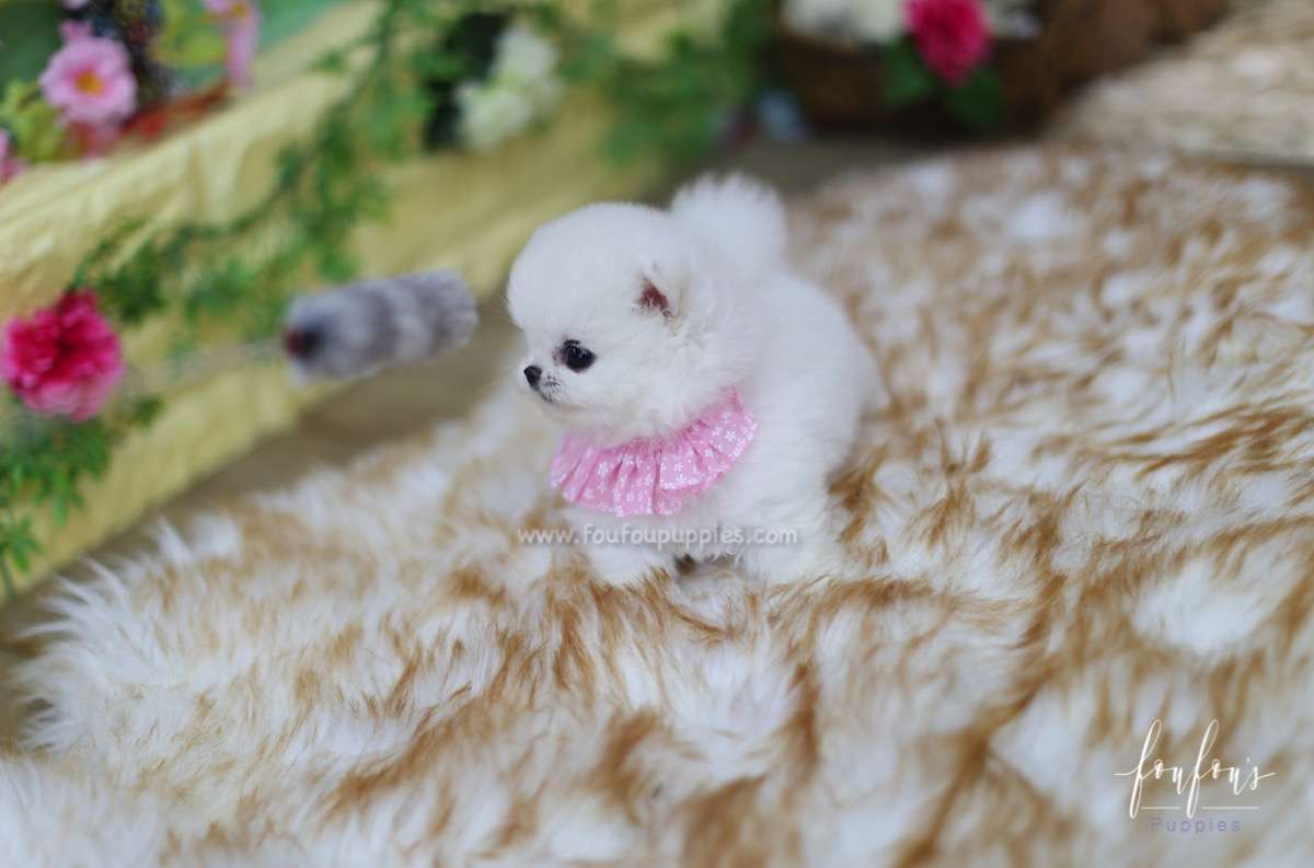 Aspen - Pomeranian F.