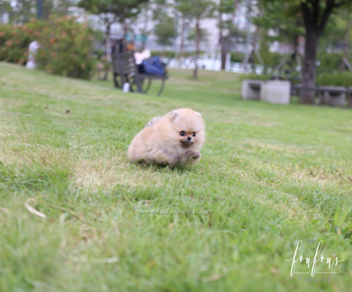 Honey - Pomeranian F.