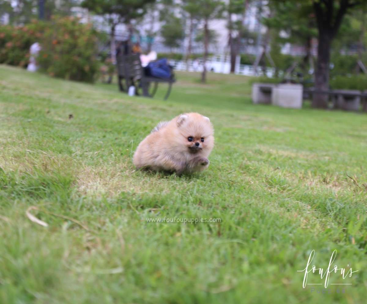 Honey - Pomeranian F.