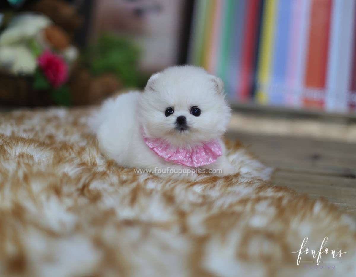 Aspen - Pomeranian F.