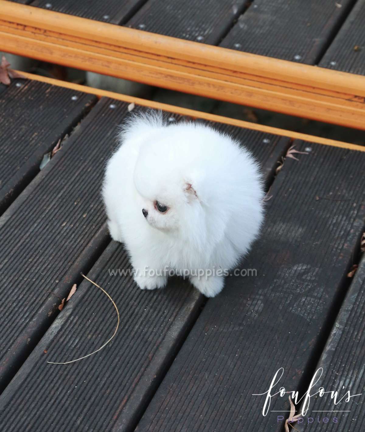 Chai Chai - Pomeranian F.