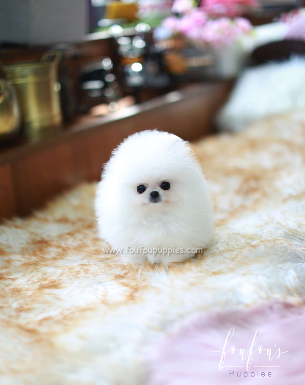 Bear - Pomeranian M.