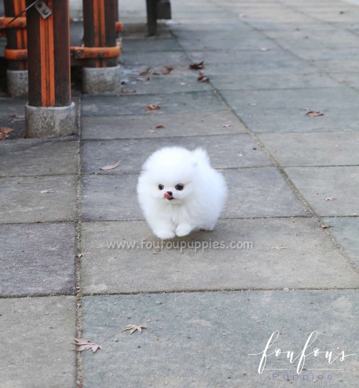 Chai Chai - Pomeranian F.