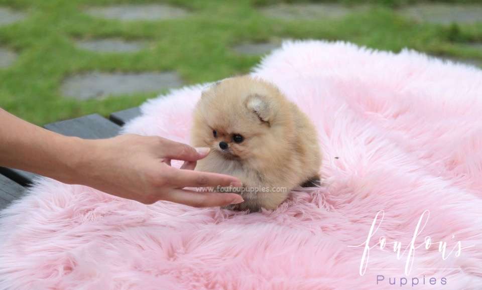 Honey - Pomeranian F.