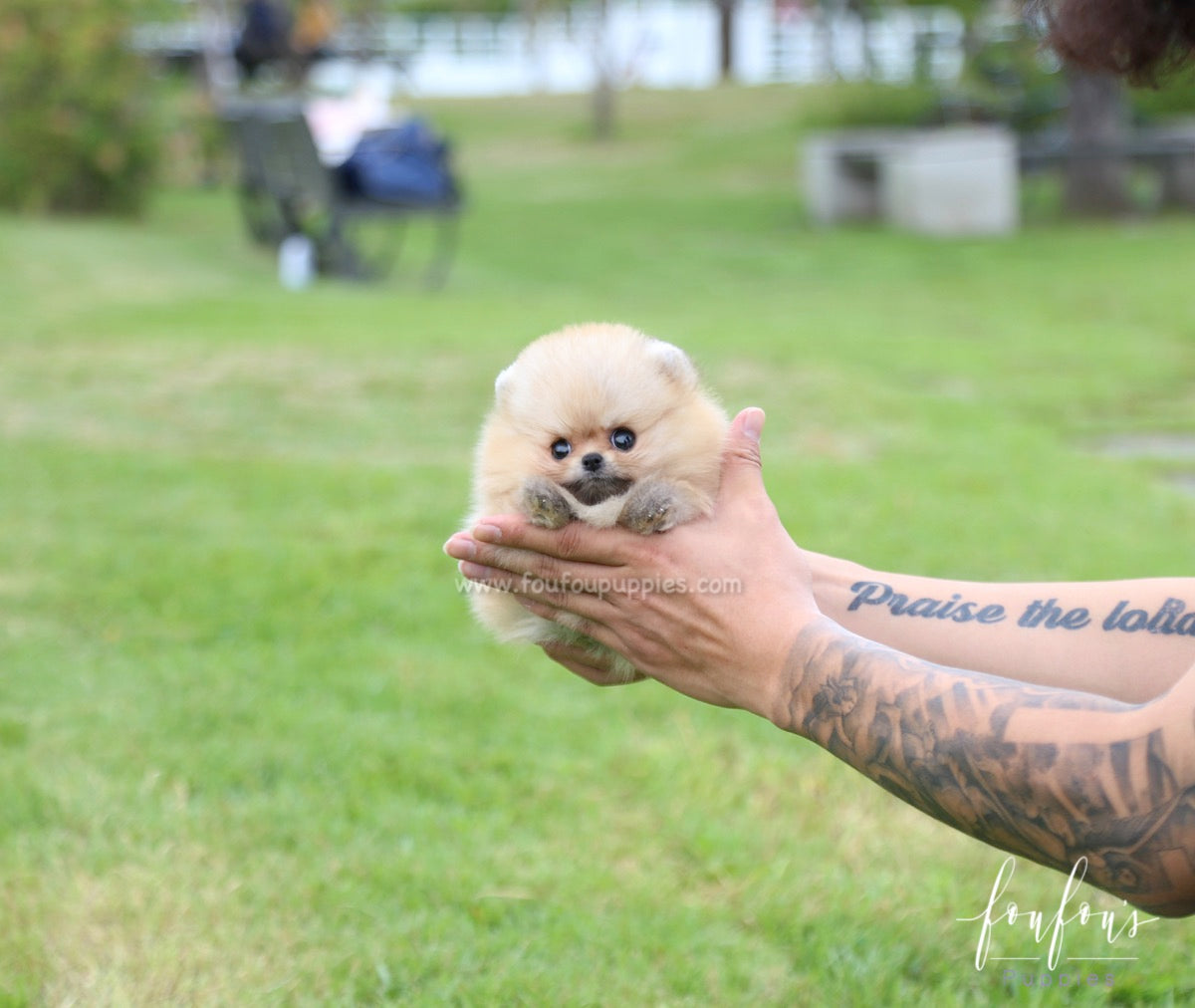 Honey - Pomeranian F.