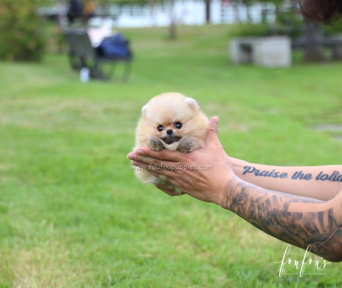 Honey - Pomeranian F.