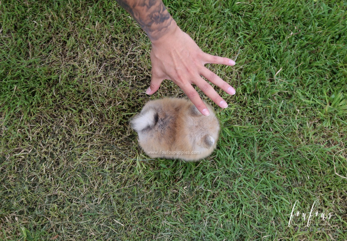 Honey - Pomeranian F.