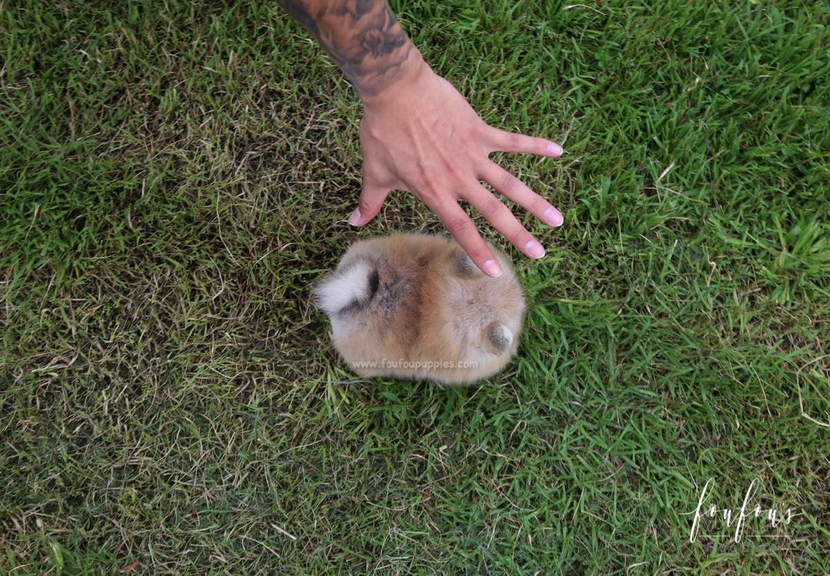 Honey - Pomeranian F.