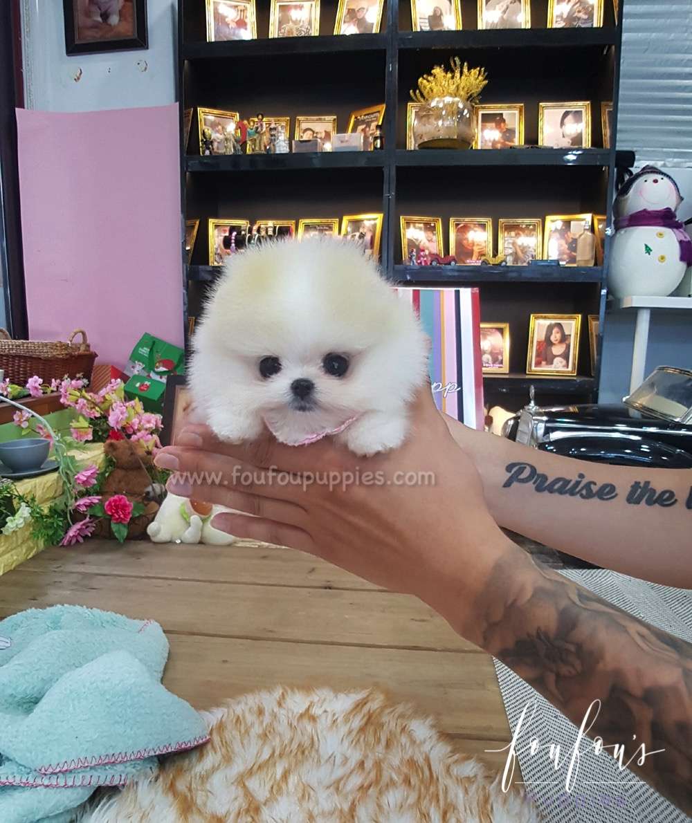 Kenzo - Pomeranian M.