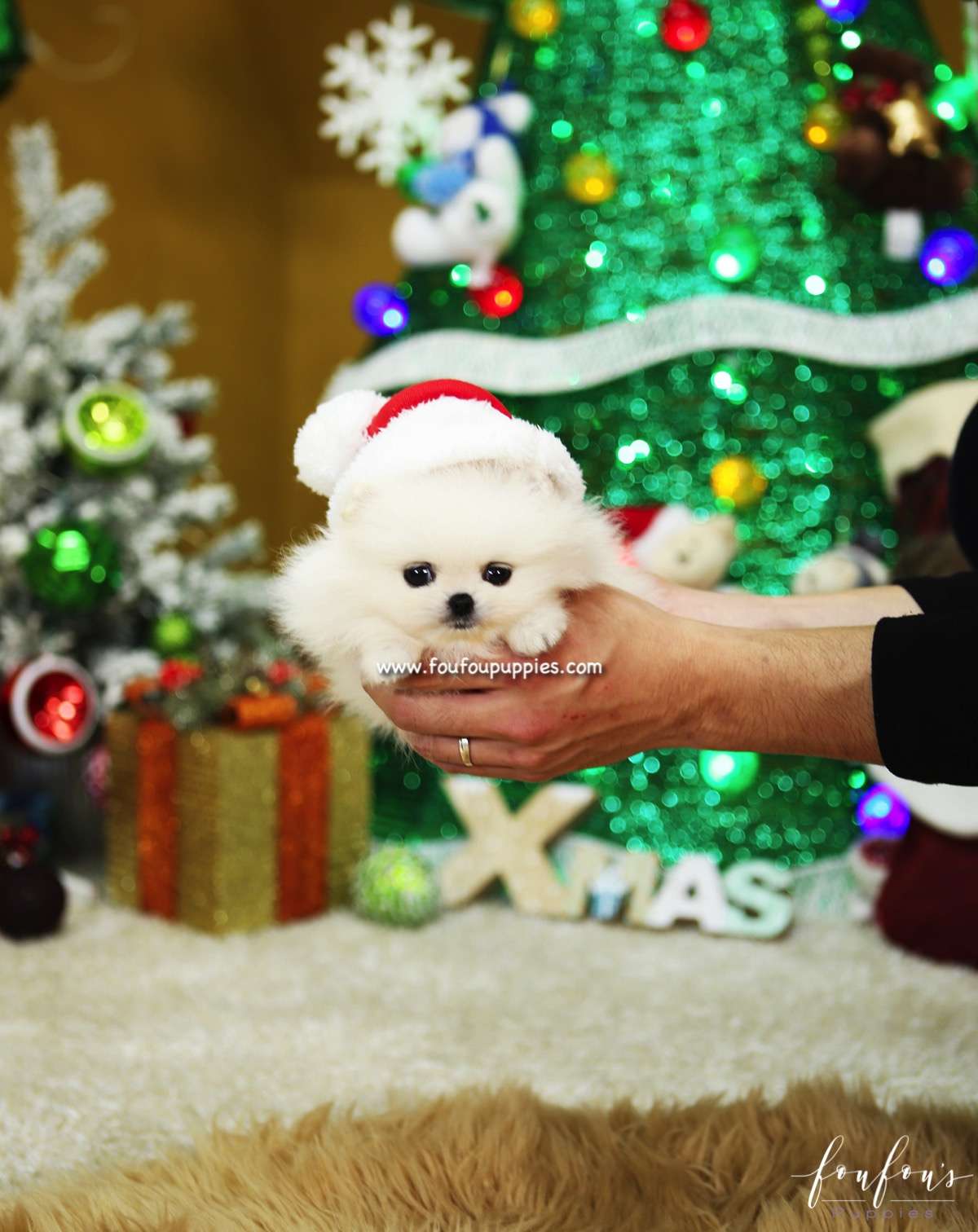 Belle - Pomeranian F.