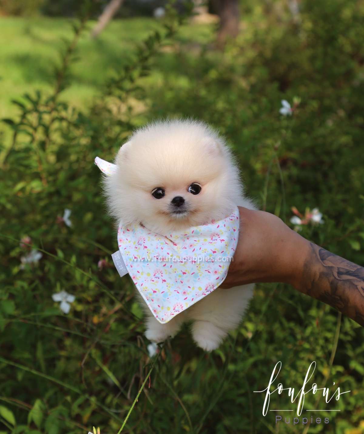 Canoli - Pomeranian M.