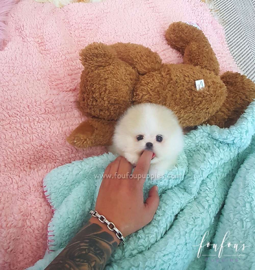 Kenzo - Pomeranian M.