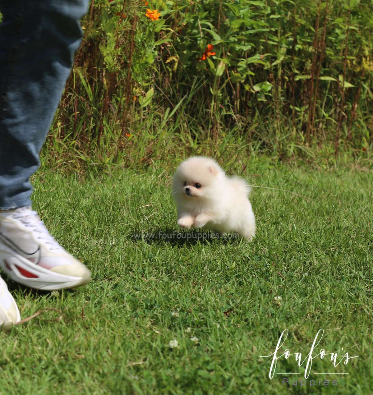Canoli - Pomeranian M.