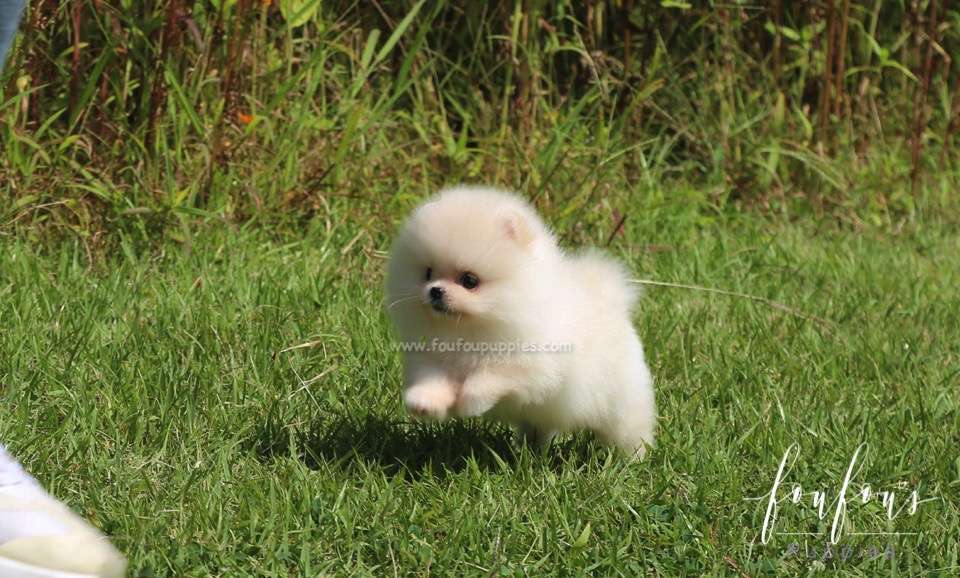 Canoli - Pomeranian M.