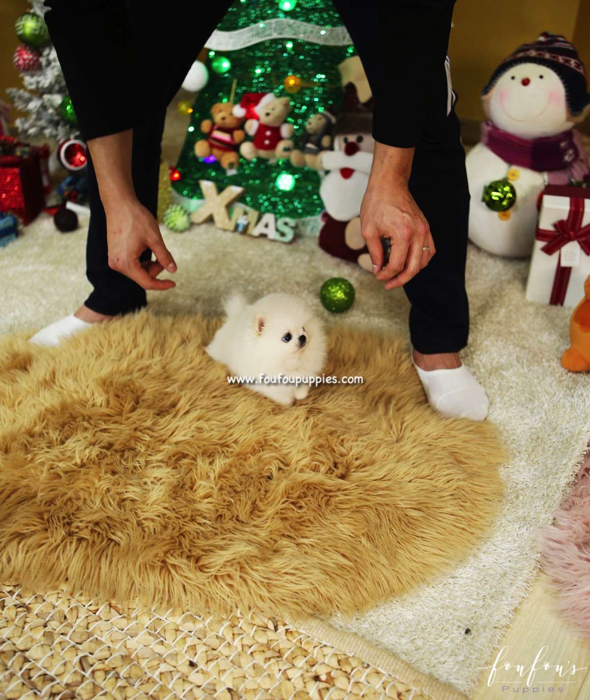 Belle - Pomeranian F.