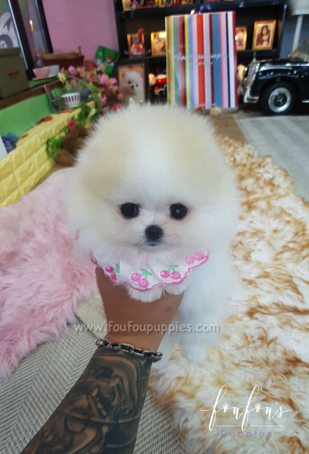 Kenzo - Pomeranian M.