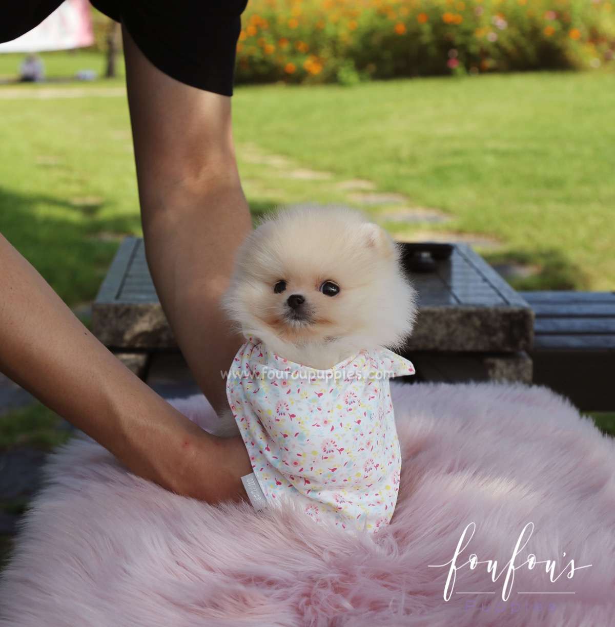 Canoli - Pomeranian M.