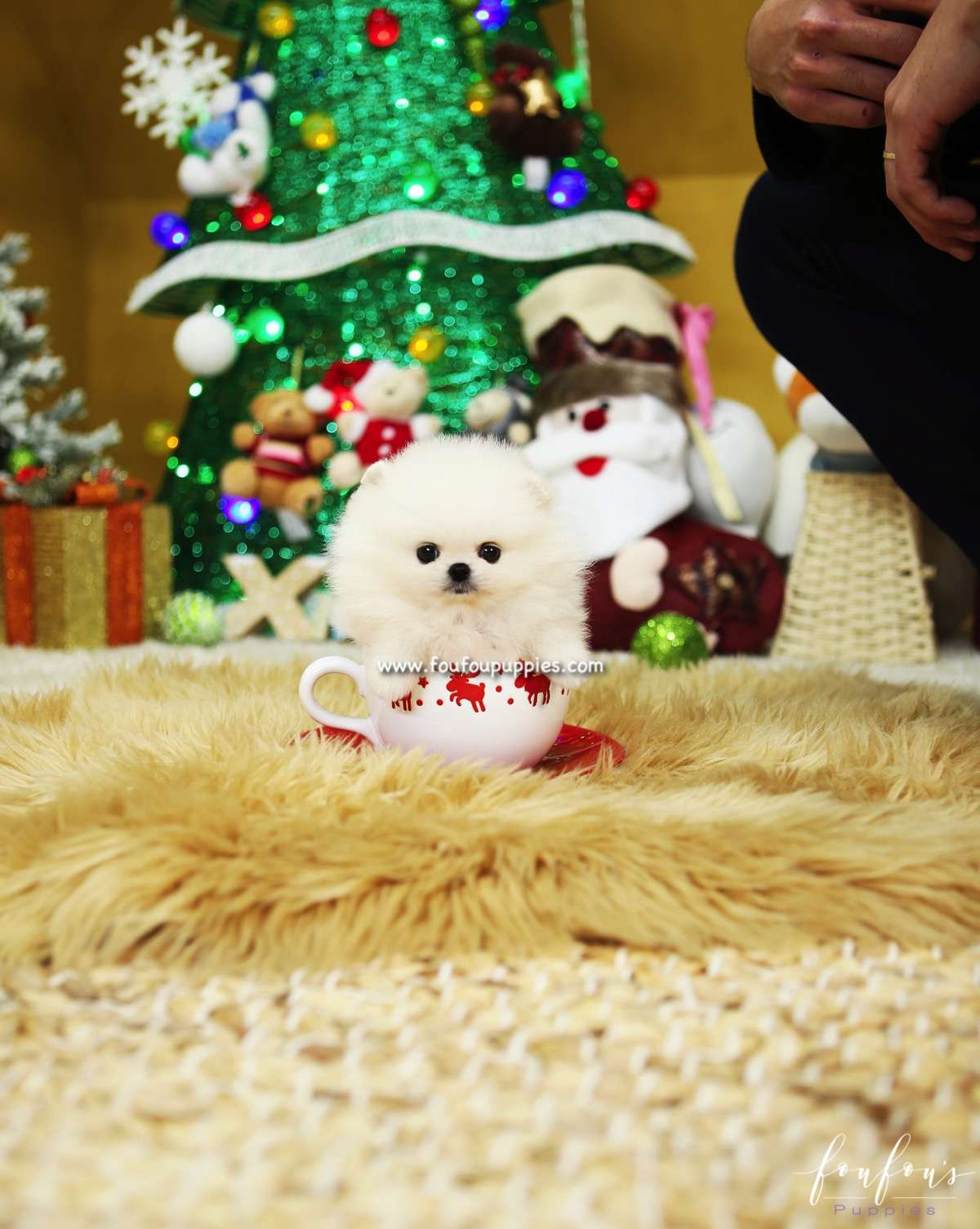 Belle - Pomeranian F.