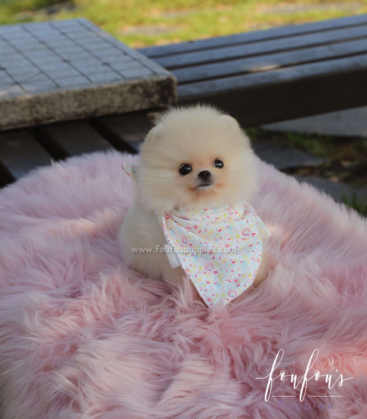 Canoli - Pomeranian M.