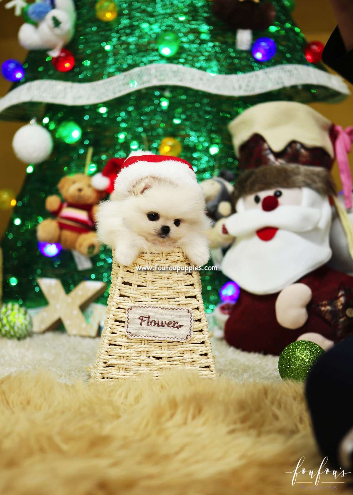 Belle - Pomeranian F.