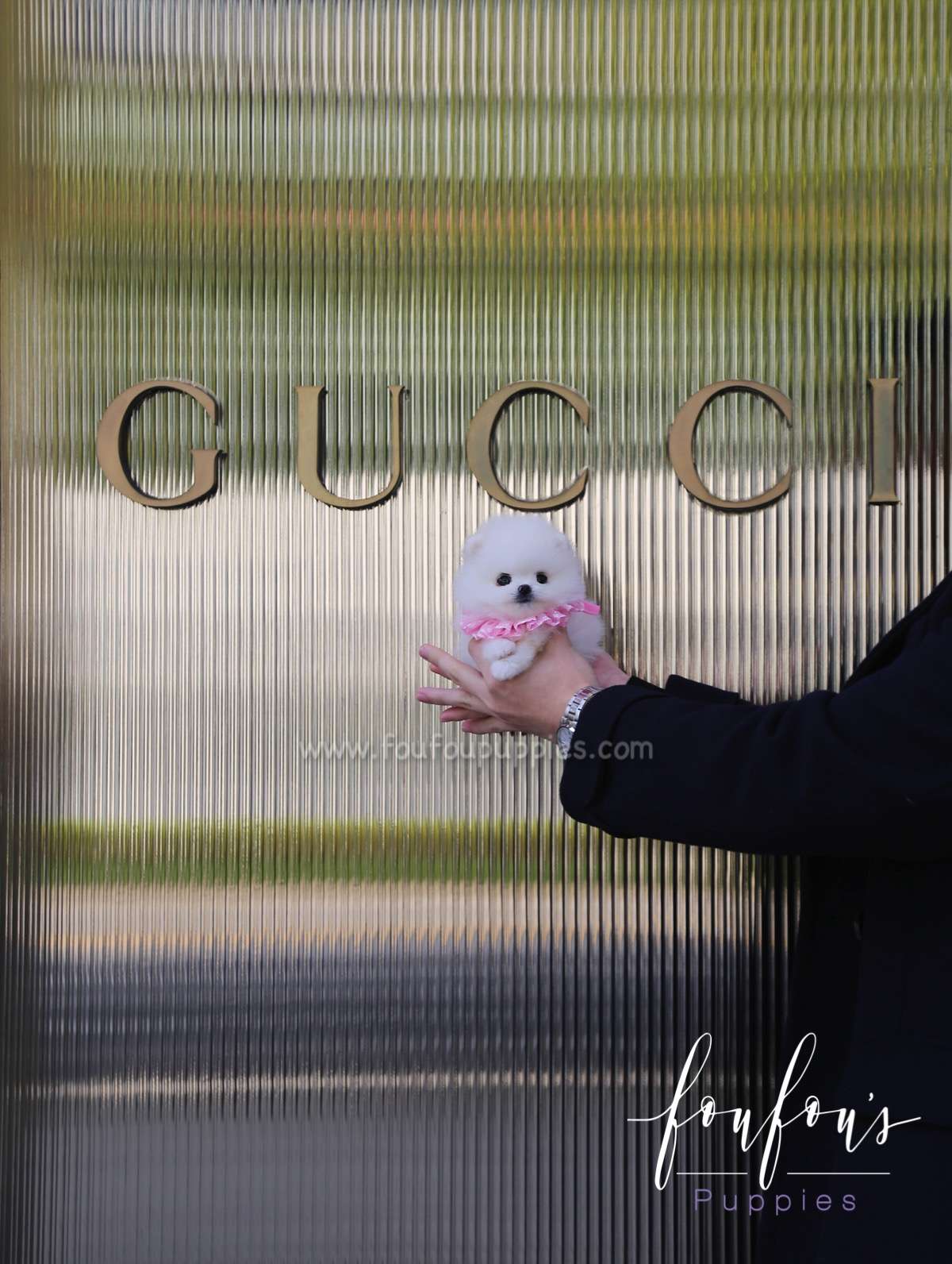Kenzo - Pomeranian M.