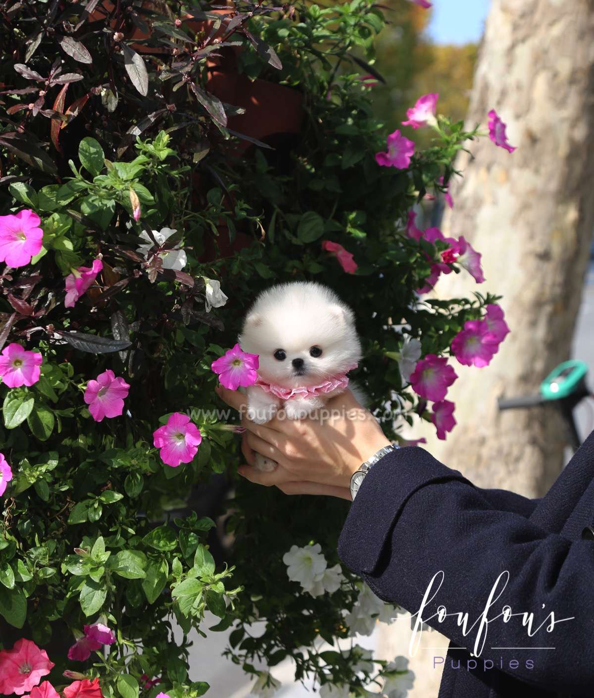 Kenzo - Pomeranian M.