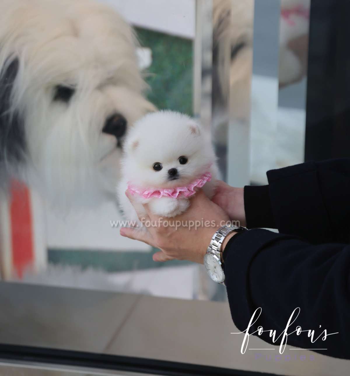 Kenzo - Pomeranian M.