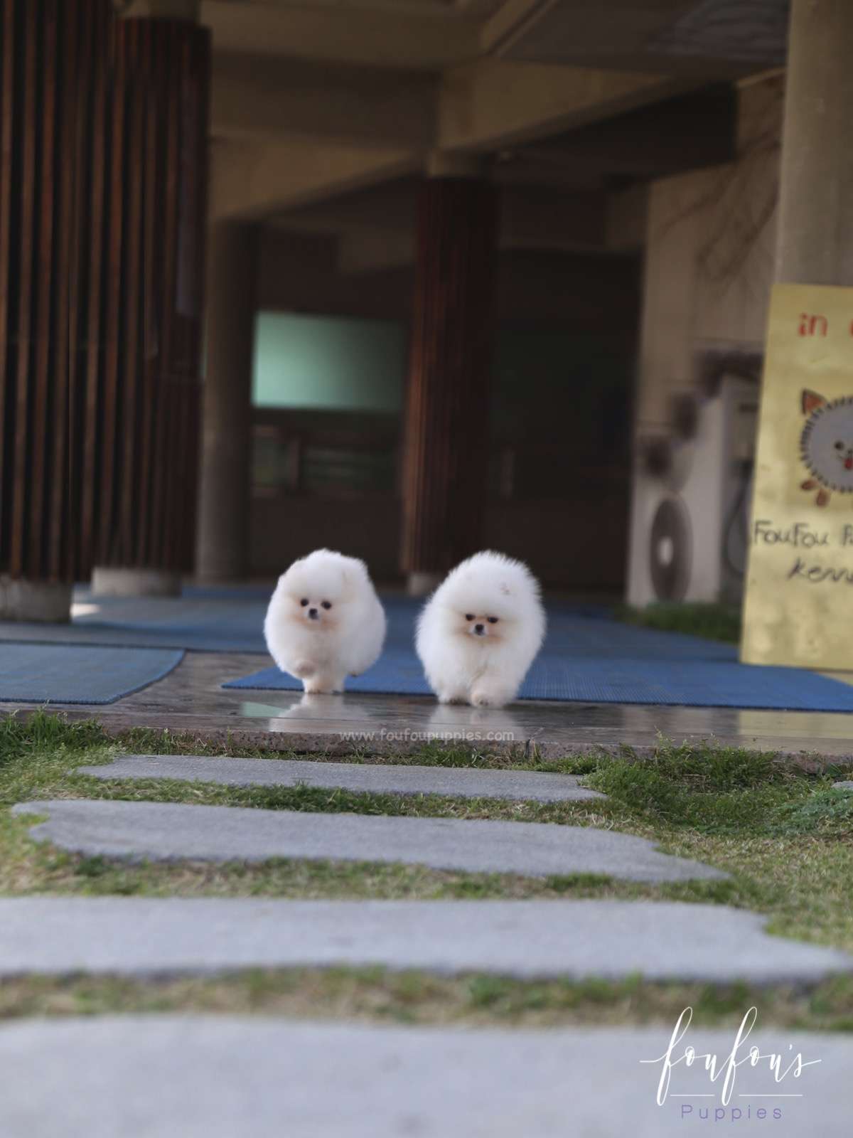 Elle - Pomeranian F.