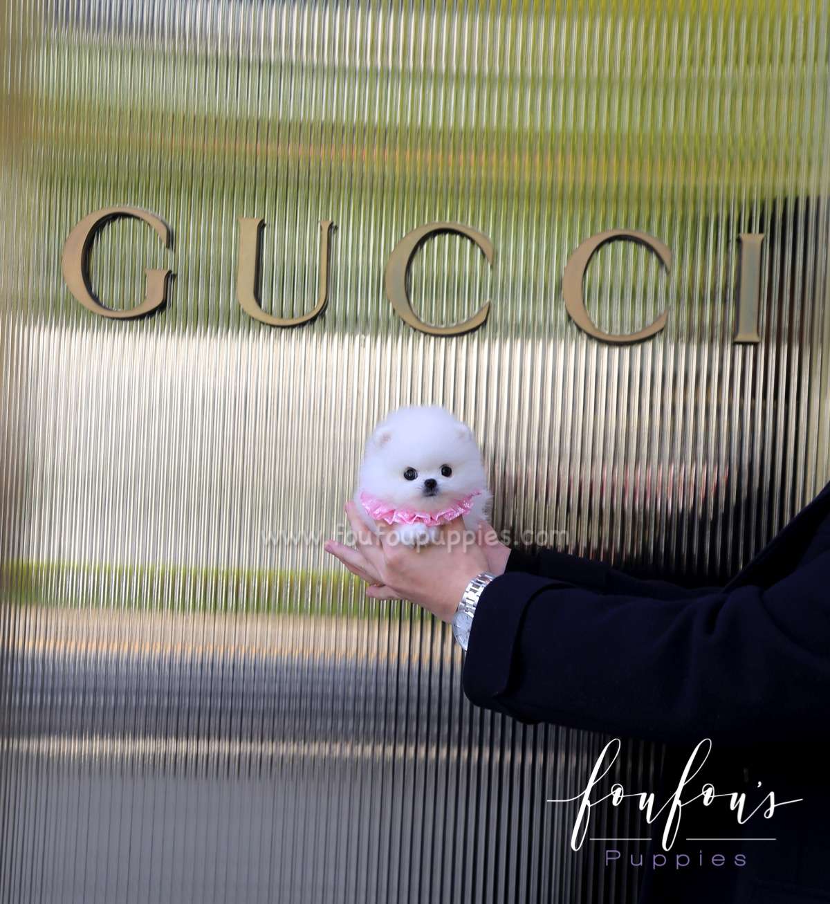 Kenzo - Pomeranian M.