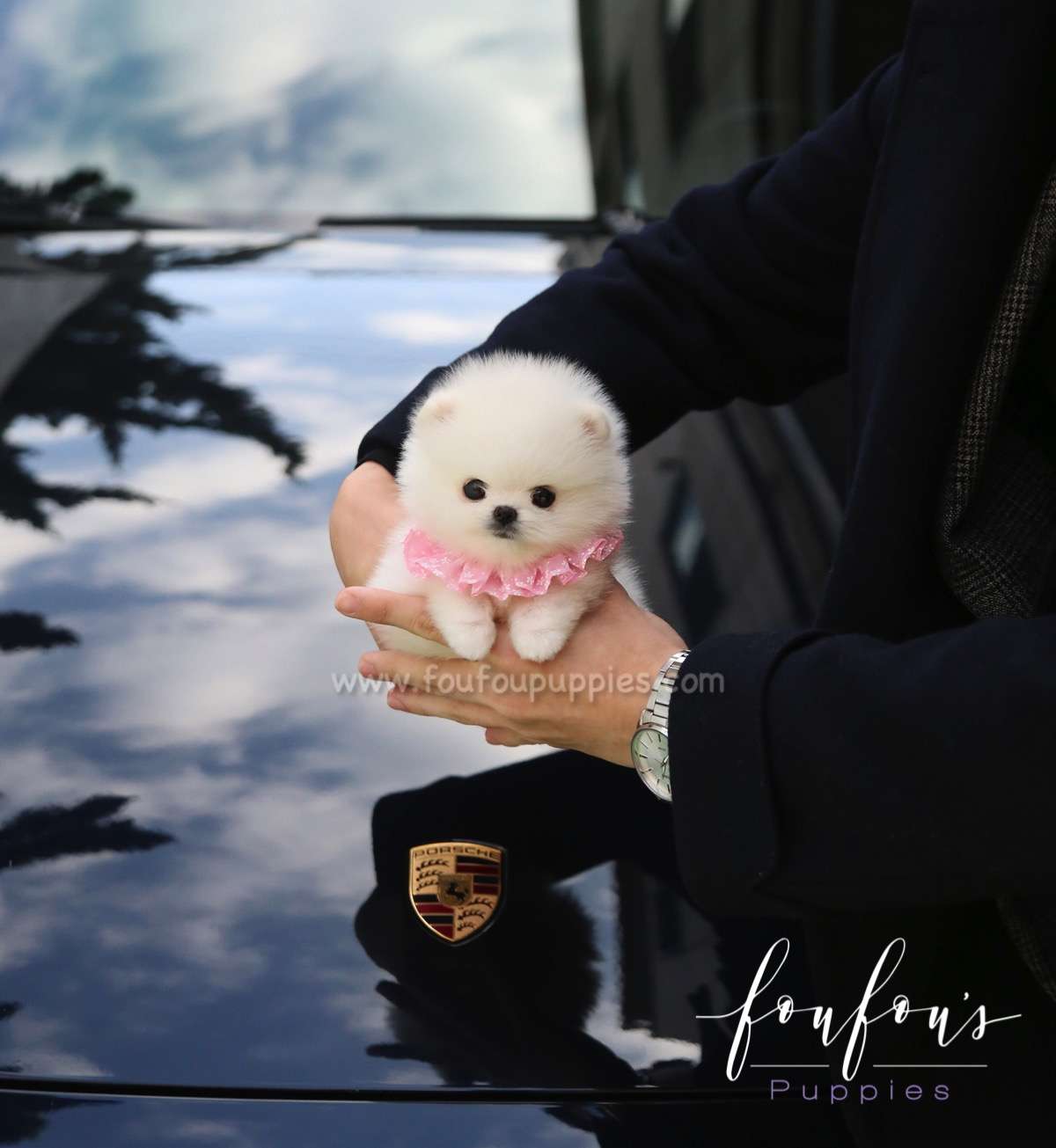 Kenzo - Pomeranian M.
