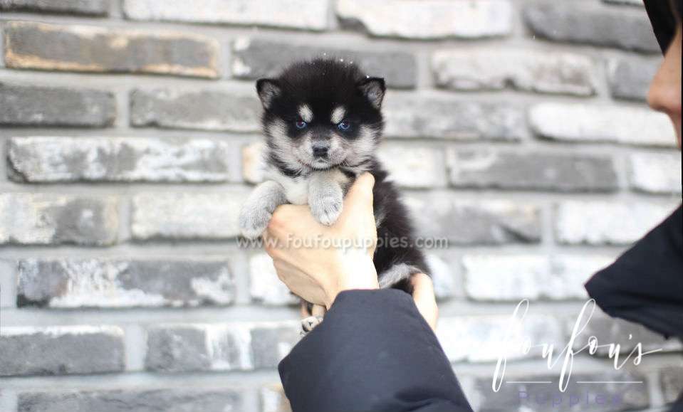 Sapphire - Pomsky F.