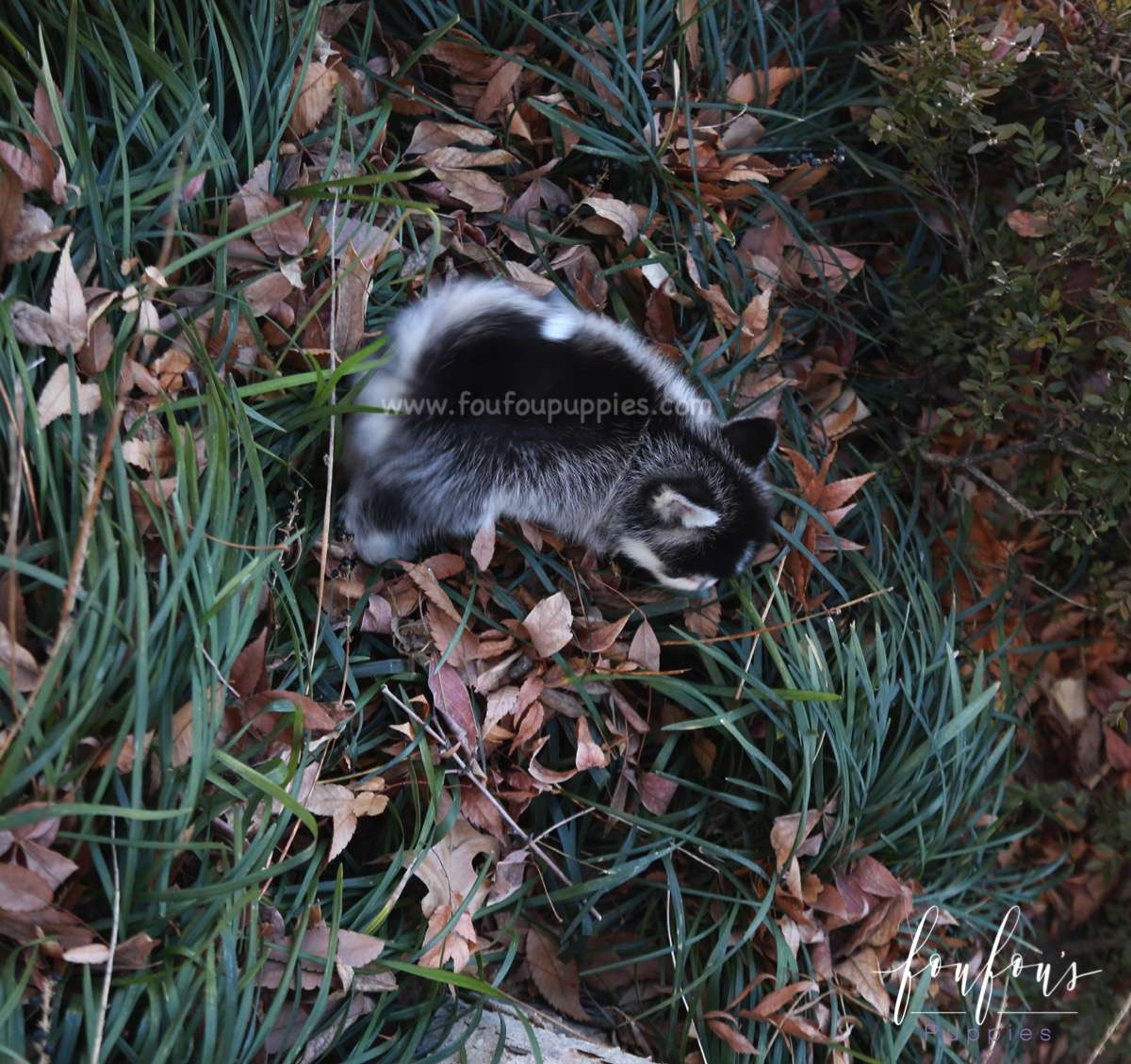 Zazu - Pomsky M.